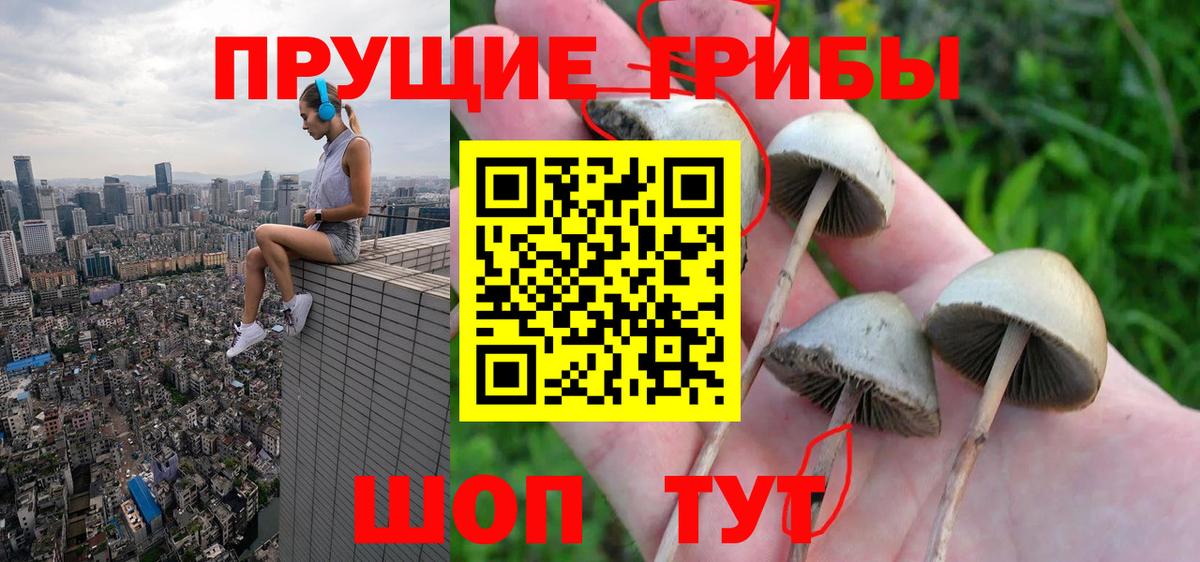 Галлюциногенные грибы Psilocybe Шебекино